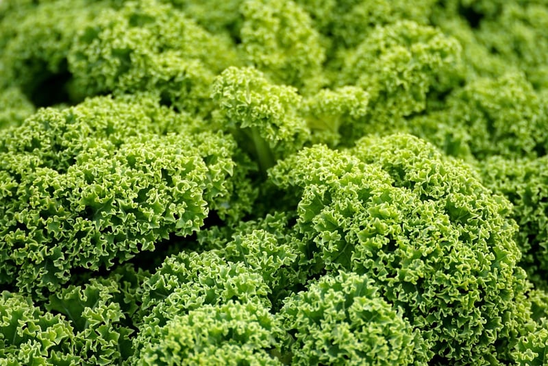 Plant-Based Proteins
